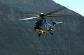 39_Axalp_Cougar
