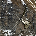 071_Axalp_Cougar