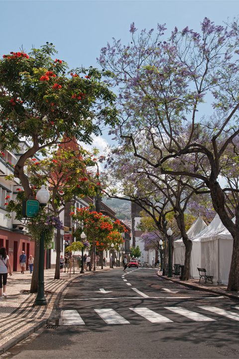 718_Madera_Funchal.jpg